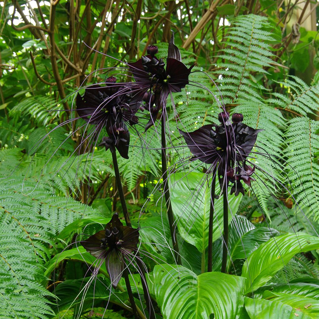 Tummaviiksikki - Tacca chantrieri