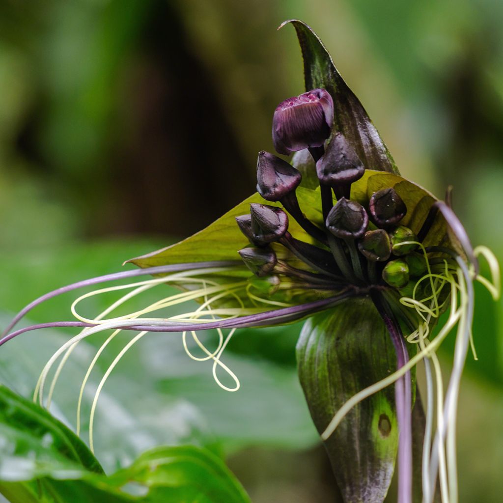 Tummaviiksikki - Tacca chantrieri