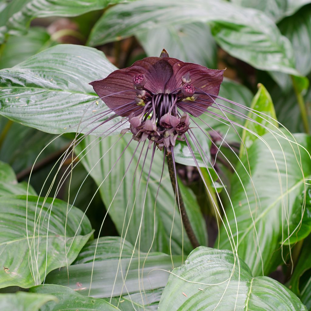 Tummaviiksikki - Tacca chantrieri