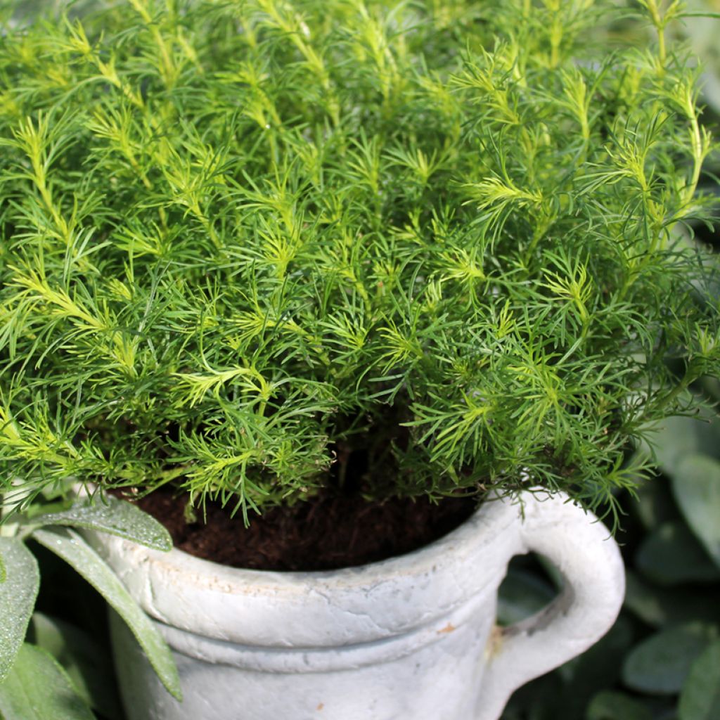 Lakritsasamettikukka taimena - Tagetes filifolia