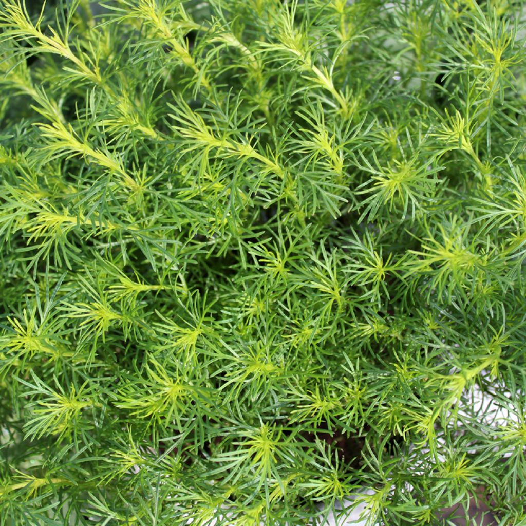 Lakritsasamettikukka taimena - Tagetes filifolia