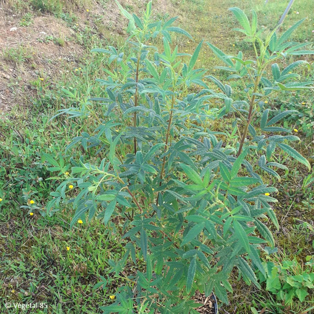 Ryhmäsamettikukka - Tagetes lemmonii
