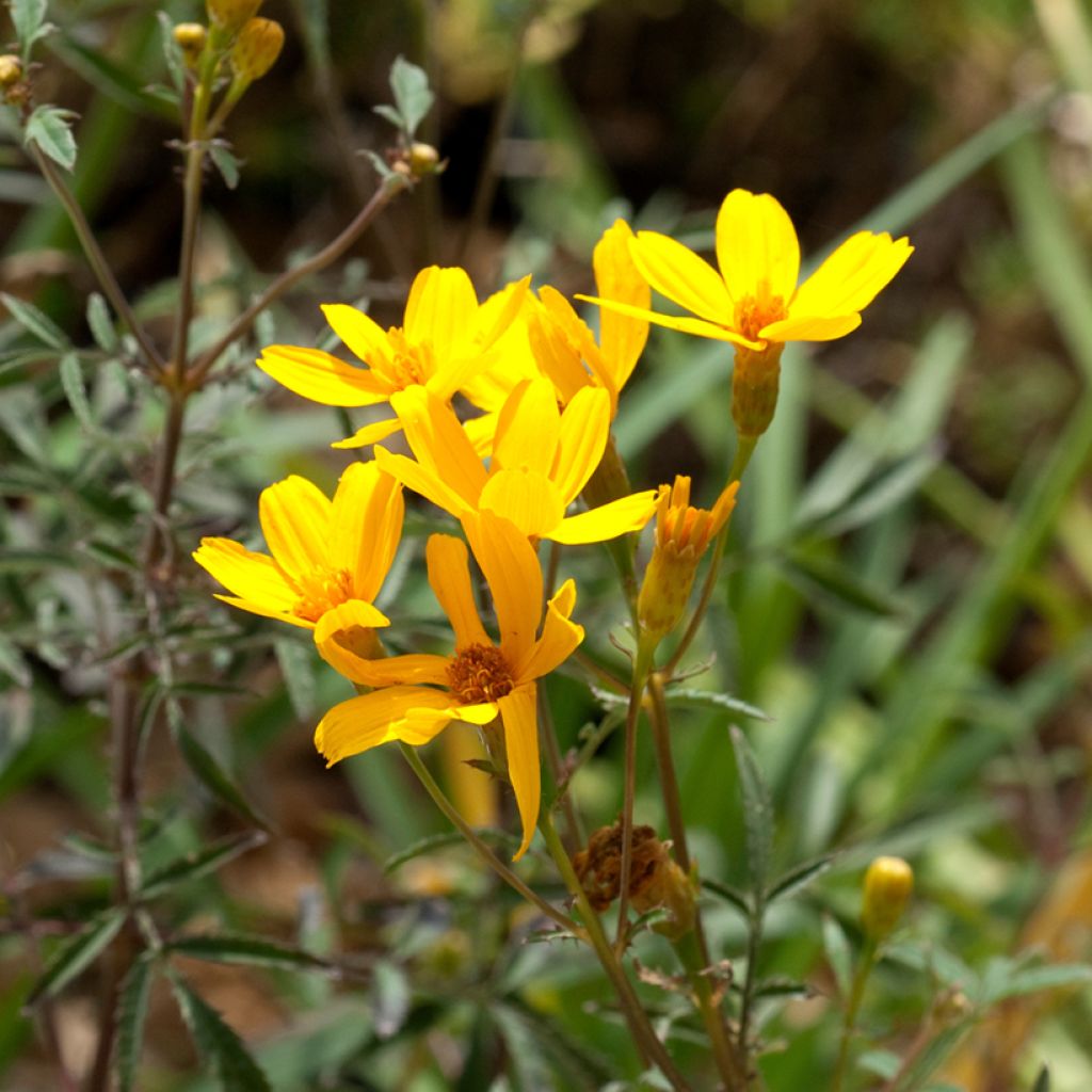 Ryhmäsamettikukka - Tagetes lemmonii