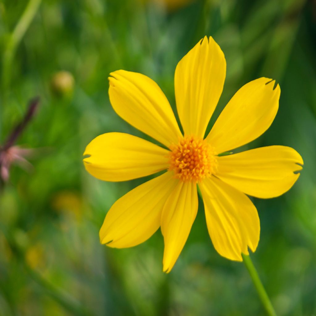 Ryhmäsamettikukka - Tagetes lemmonii