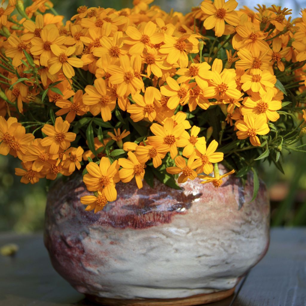 Ryhmäsamettikukka - Tagetes lemmonii