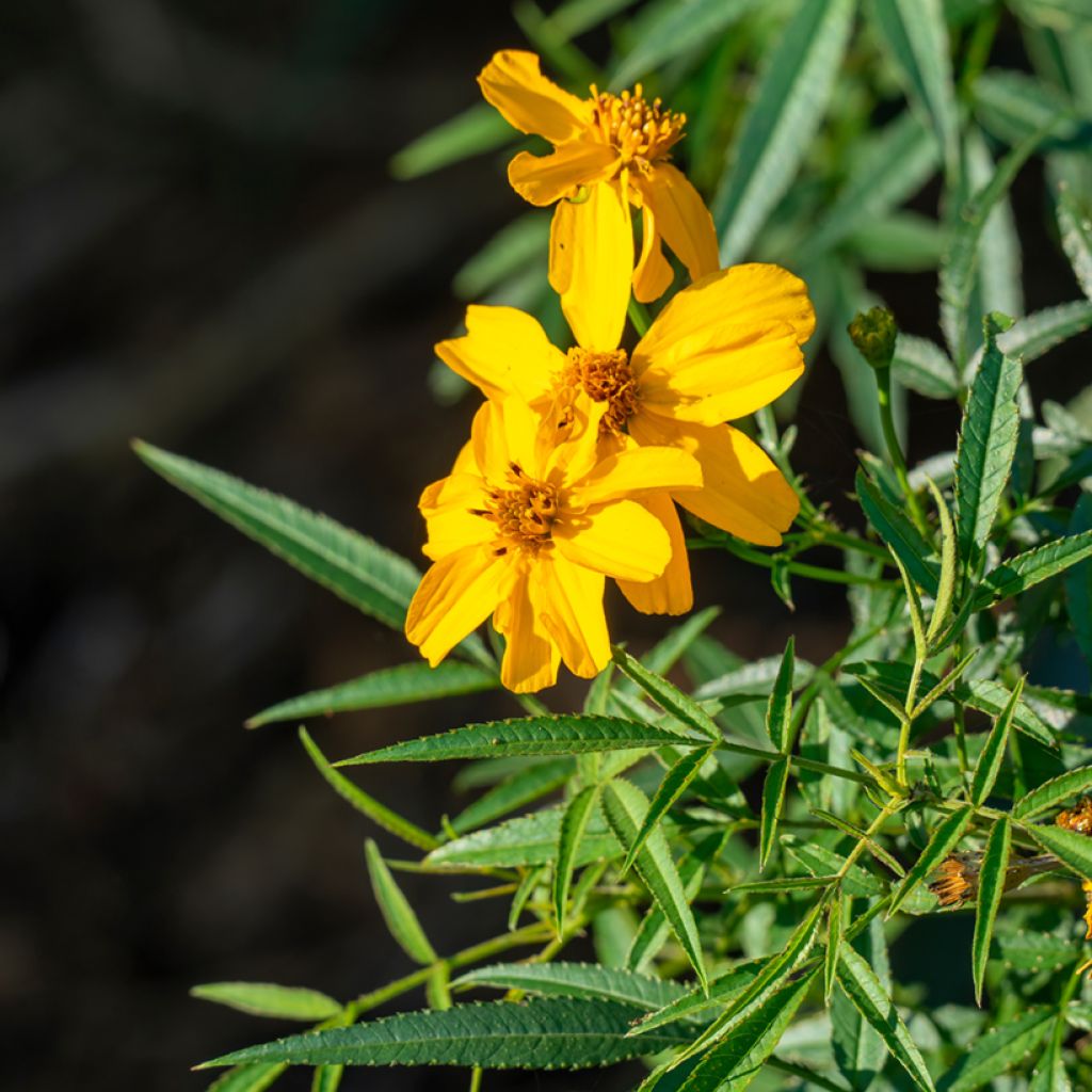 Ryhmäsamettikukka - Tagetes lemmonii