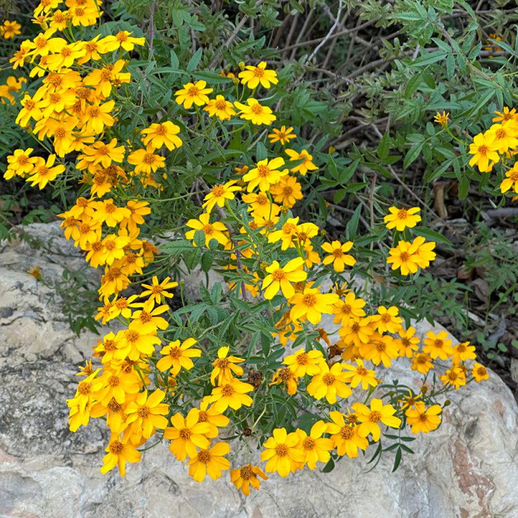 Ryhmäsamettikukka - Tagetes lemmonii