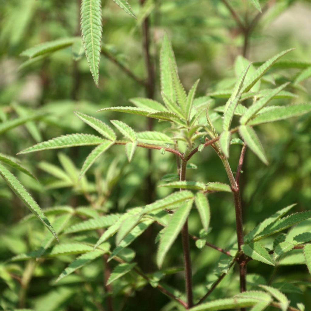 Ryhmäsamettikukka - Tagetes lemmonii