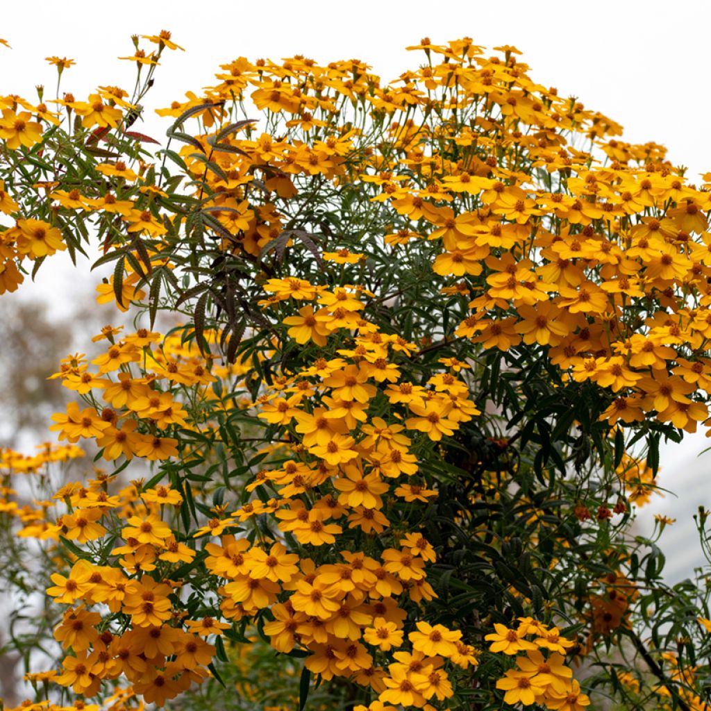 Ryhmäsamettikukka - Tagetes lemmonii