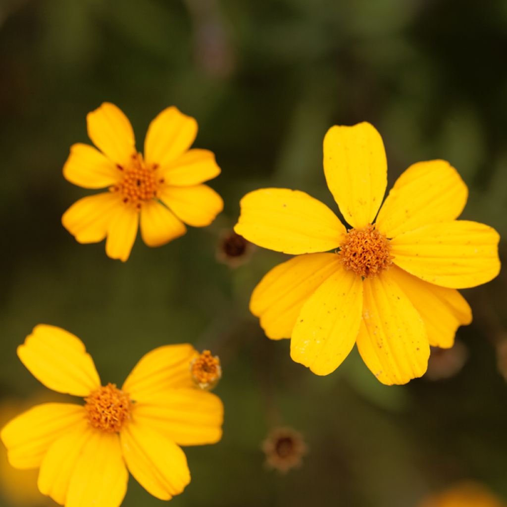 Ryhmäsamettikukka - Tagetes lemmonii