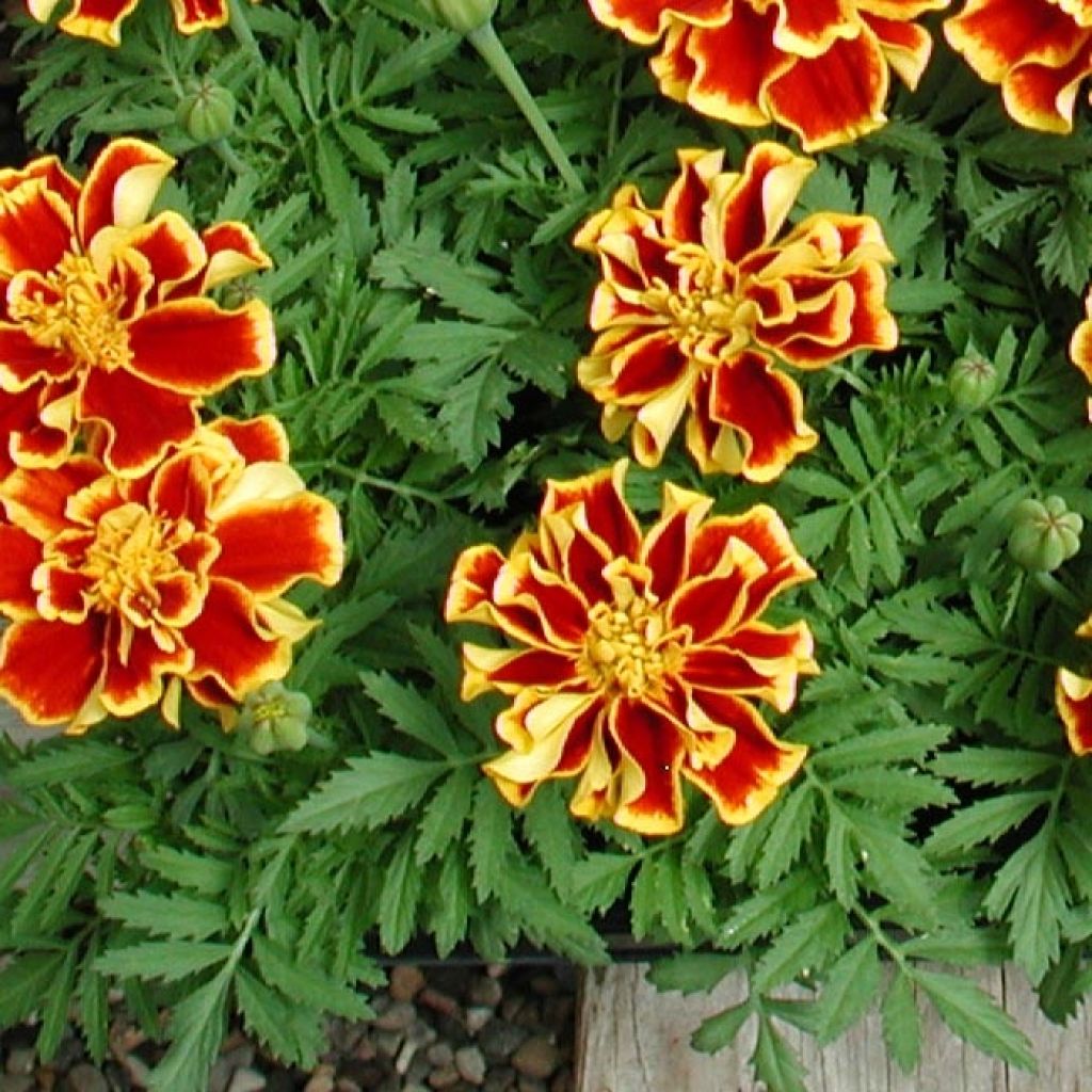 Ryhmäsamettikukka Queen Yellow Fire