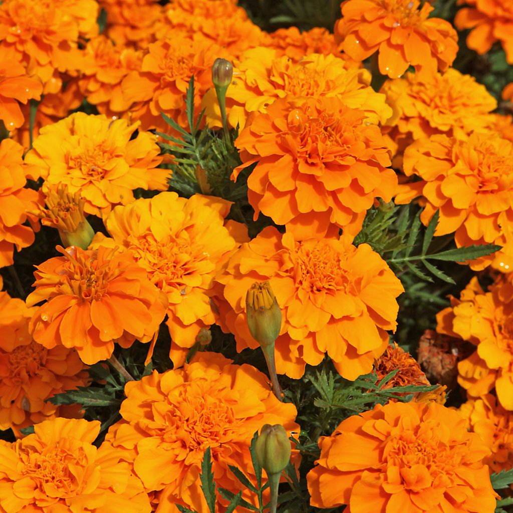 Ryhmäsamettikukka Durango Tangerine (siemenet)