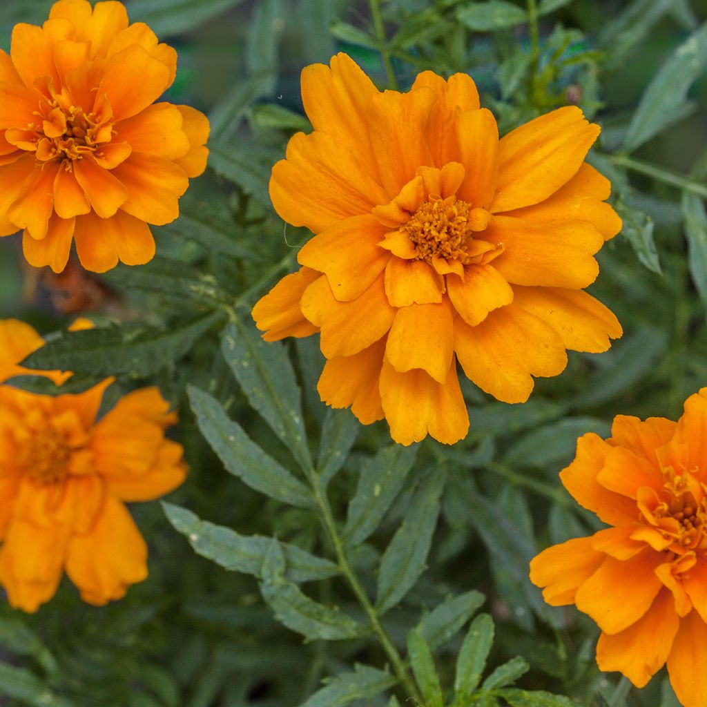 Ryhmäsamettikukka Durango Tangerine (siemenet)
