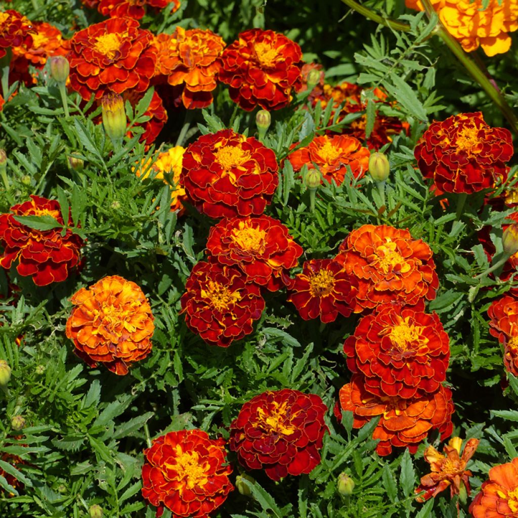 Ryhmäsamettikukka Rusty Red (siemenet)