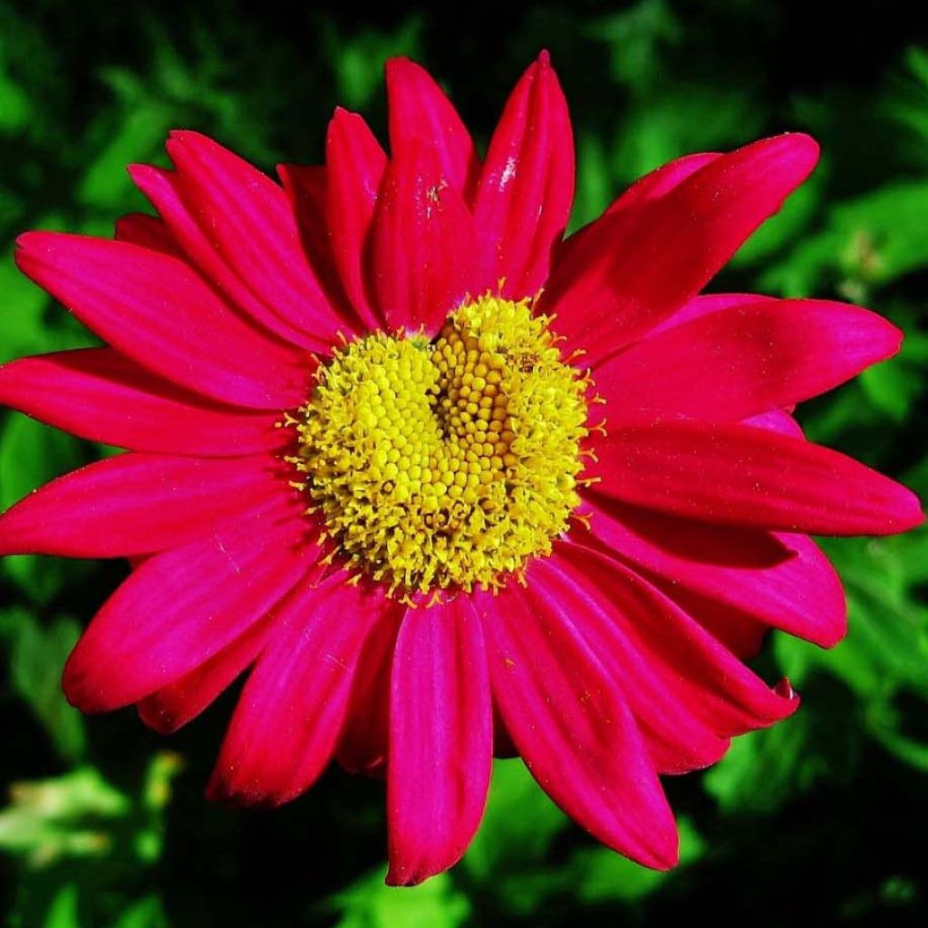 Punapietaryrtti Robinson's Red