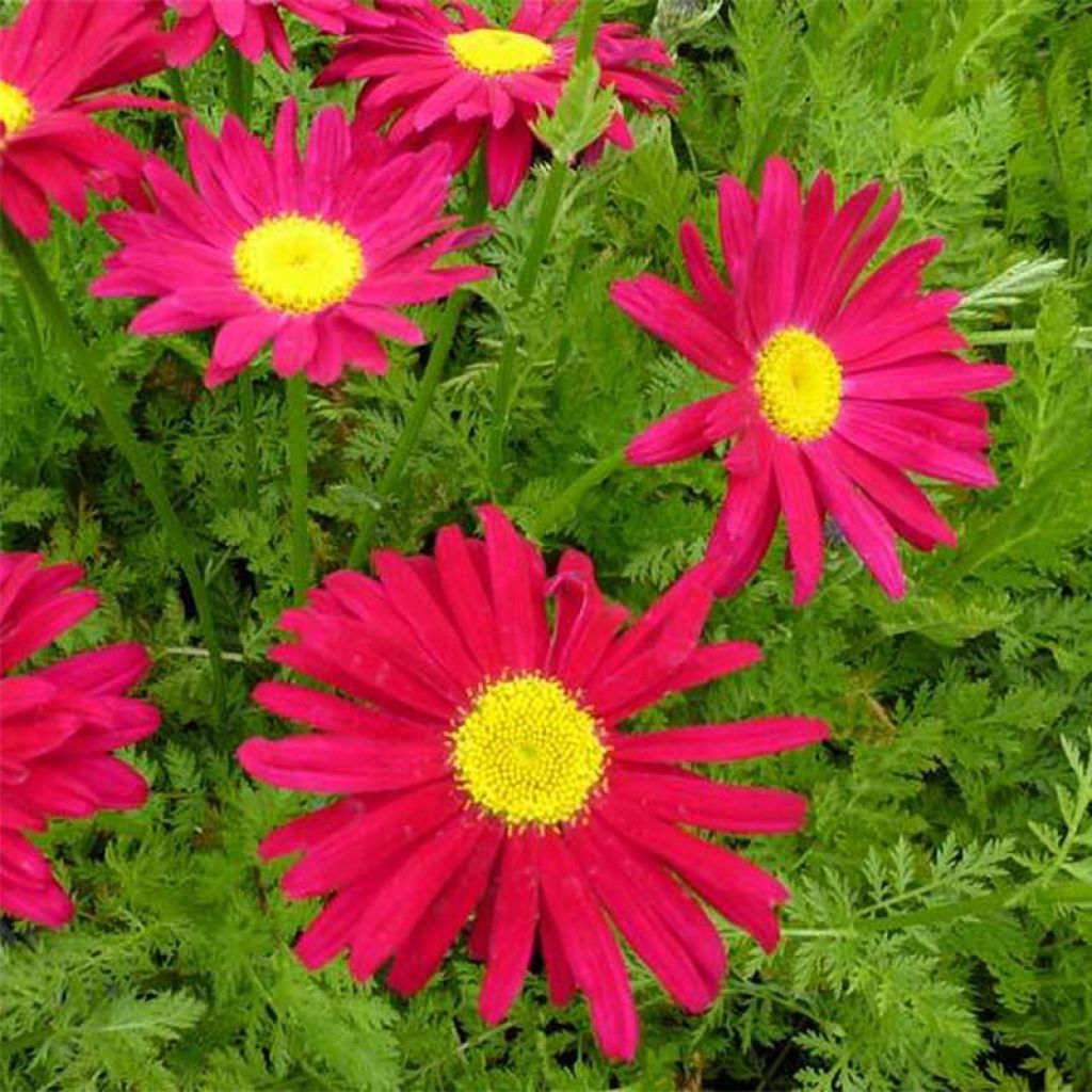 Punapietaryrtti Robinson's Red