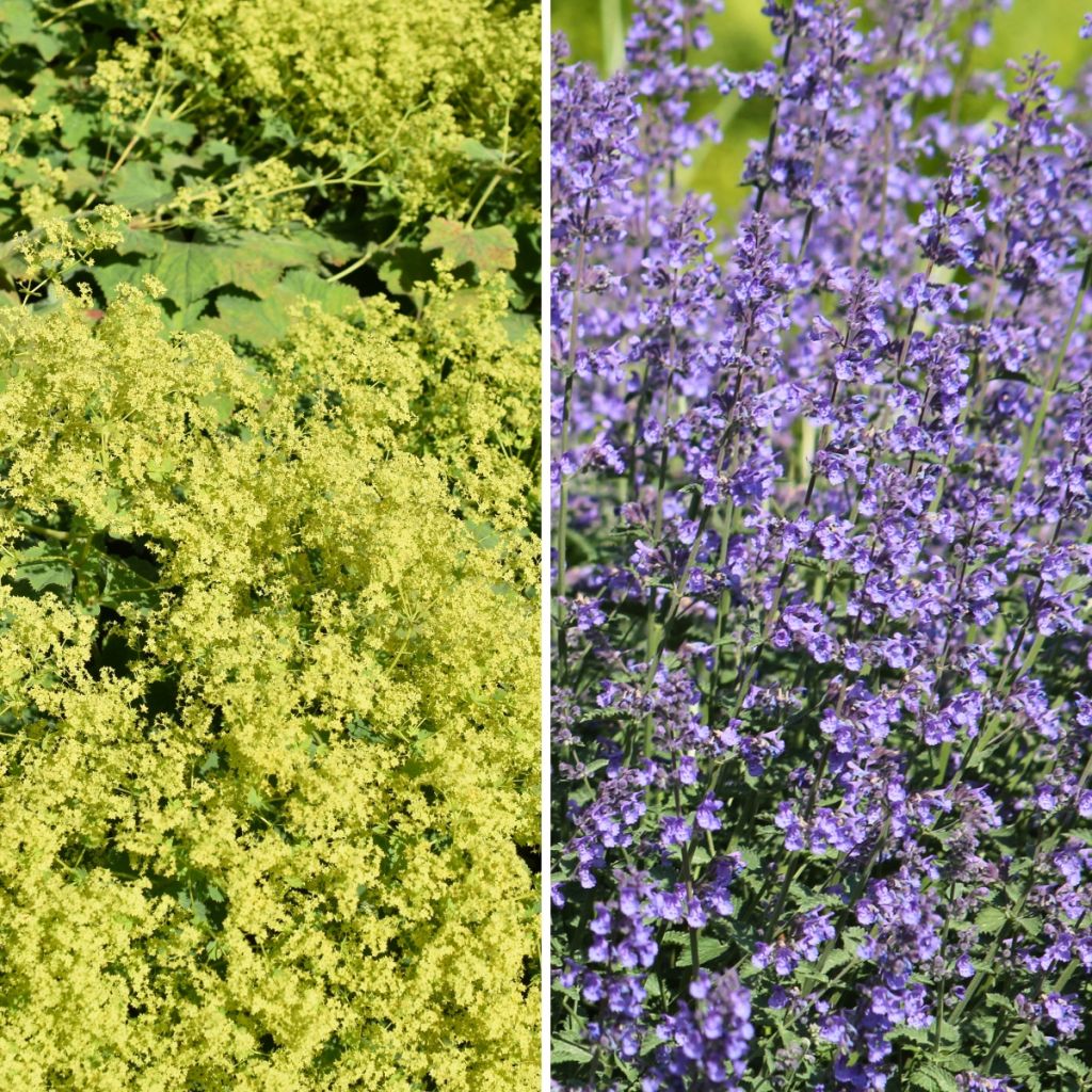 Keltainen ja sininen -kukkamatto, poimulehti ja kissanminttu