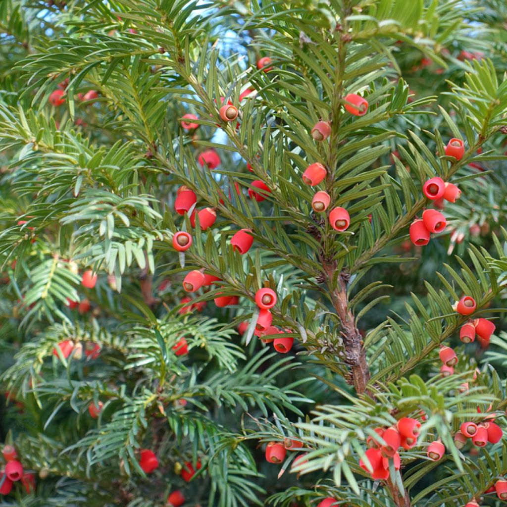 Euroopanmarjakuusi - Taxus baccata