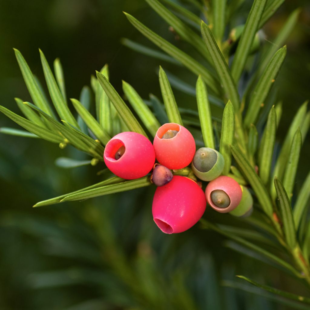 Euroopanmarjakuusi - Taxus baccata