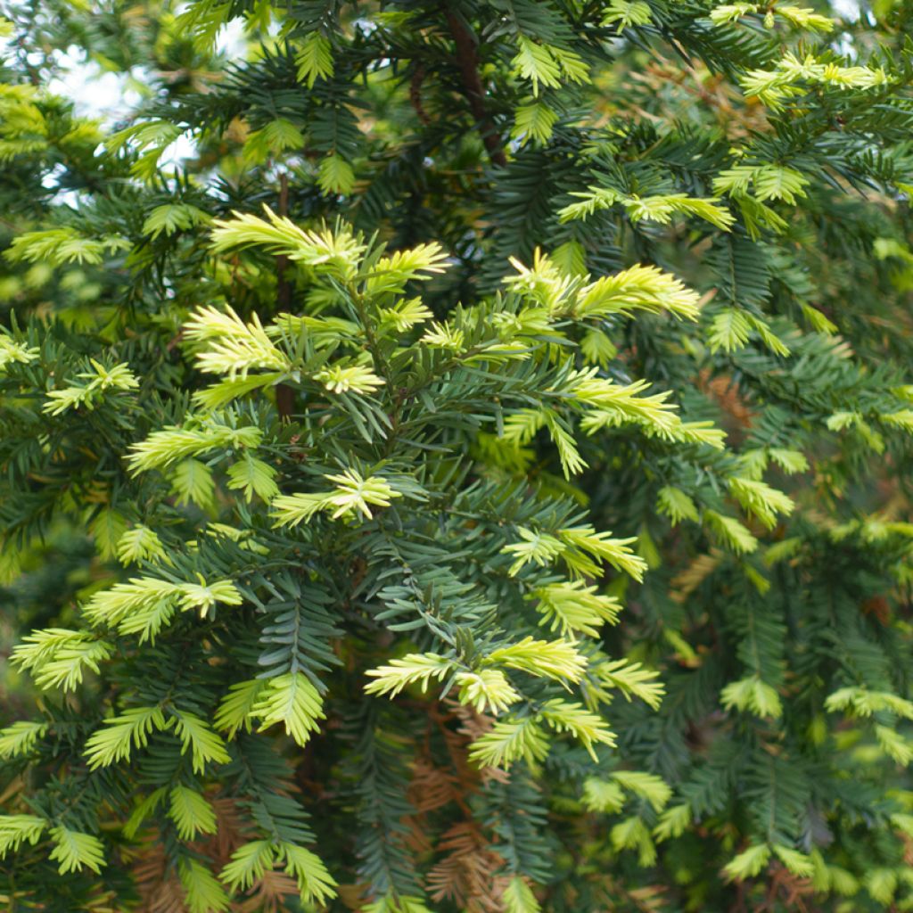 Euroopanmarjakuusi - Taxus baccata