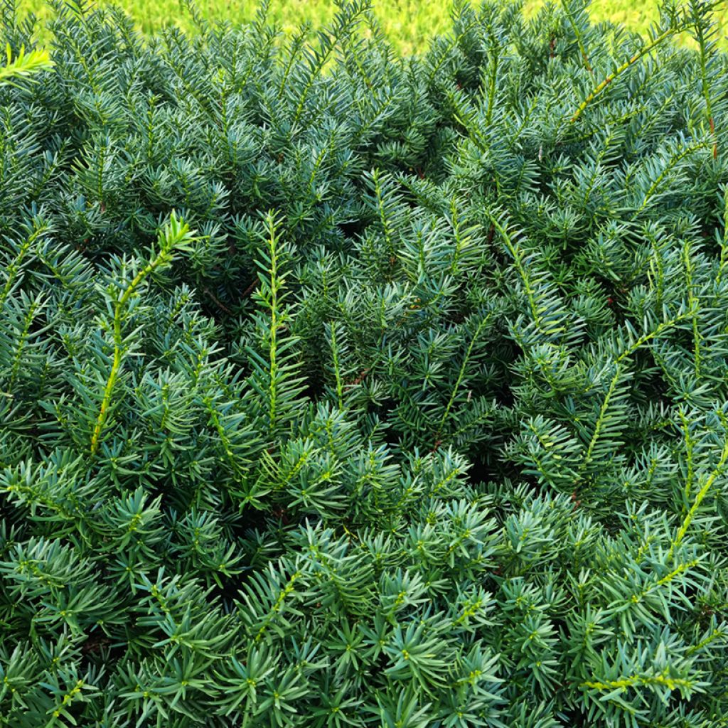 Euroopanmarjakuusi - Taxus baccata