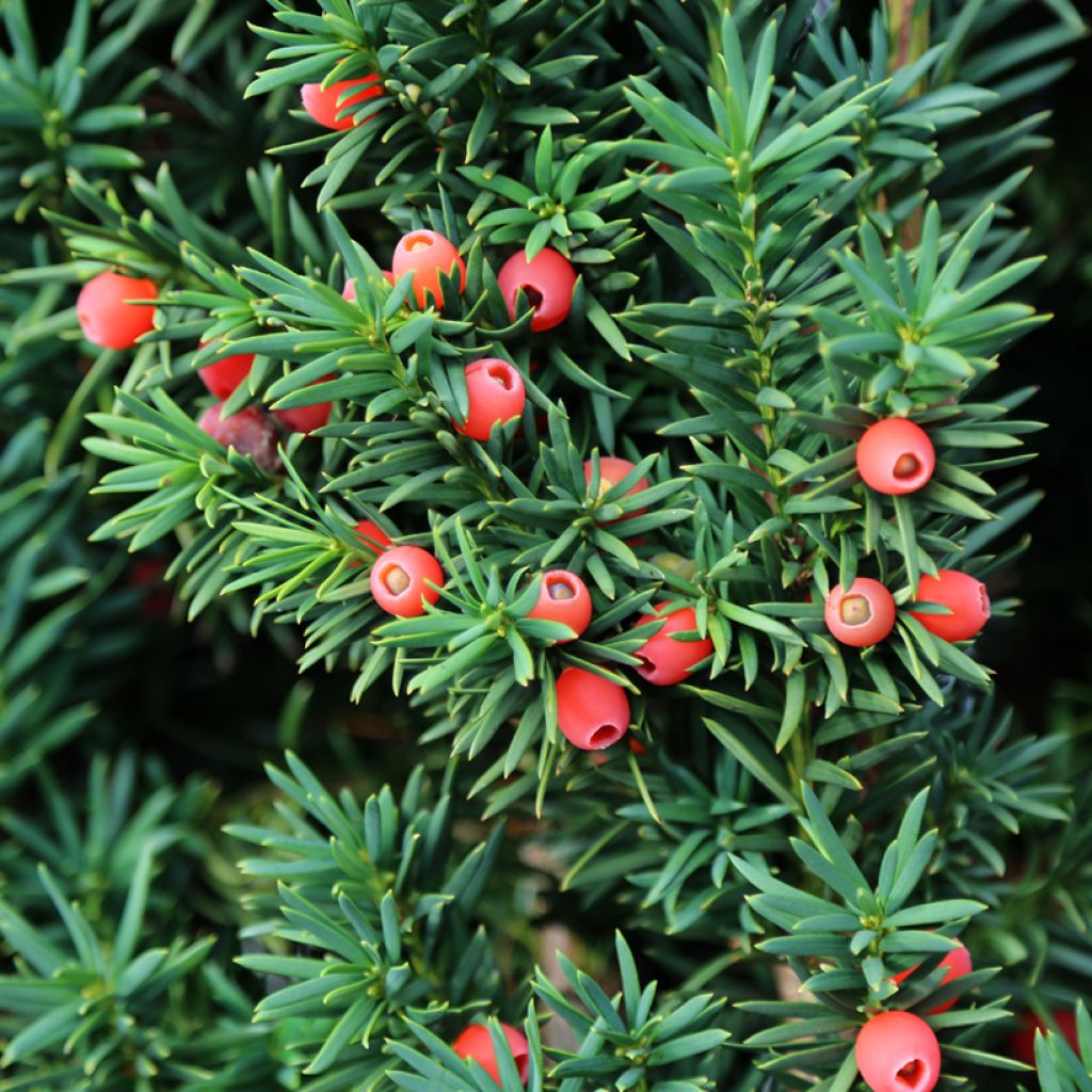 Euroopanmarjakuusi - Taxus baccata