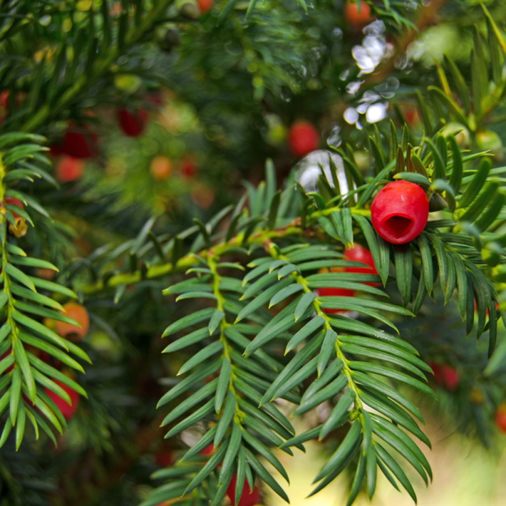 Euroopanmarjakuusi - Taxus baccata