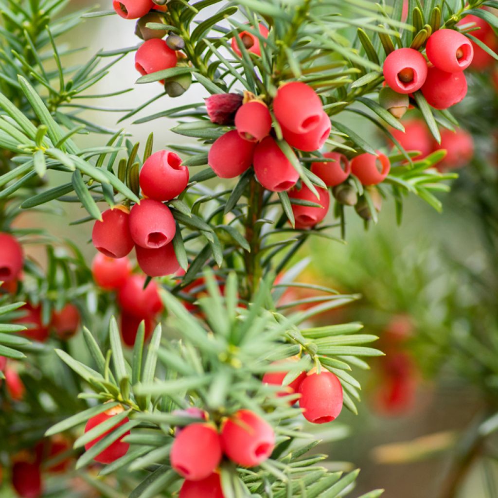 Euroopanmarjakuusi - Taxus baccata