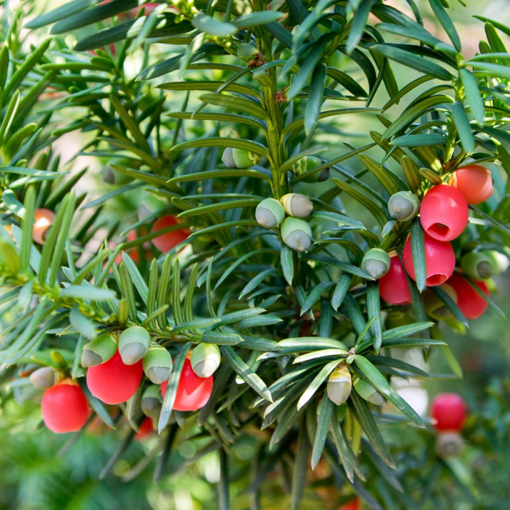 Euroopanmarjakuusi - Taxus baccata