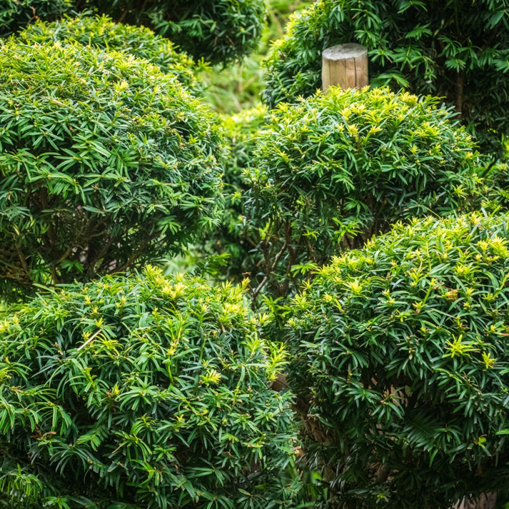 Euroopanmarjakuusi - Taxus baccata