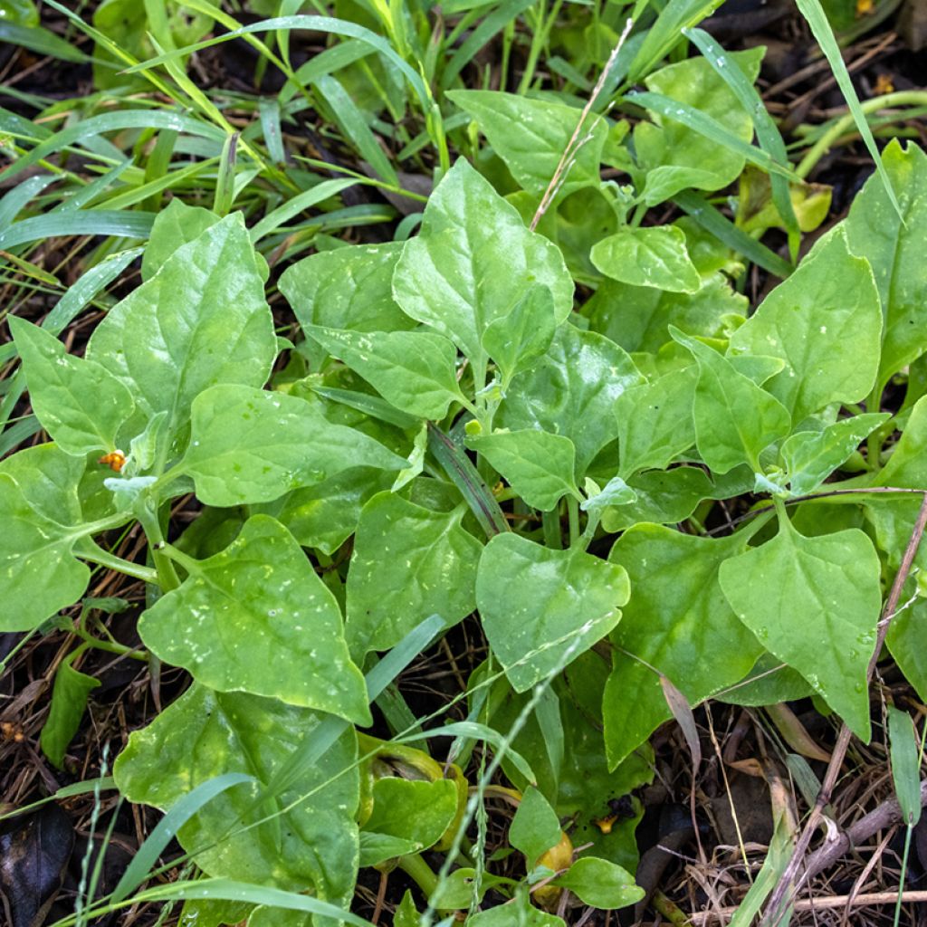Lamopinaatti - Tetragonia tetragonoides
