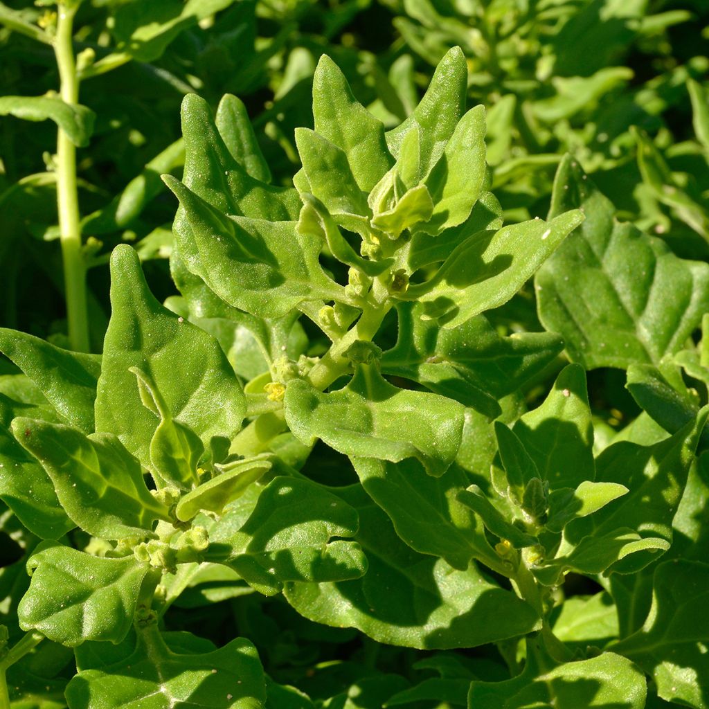 Lamopinaatti - Ferme de Sainte Marthe - Tetragonia tetragonioides