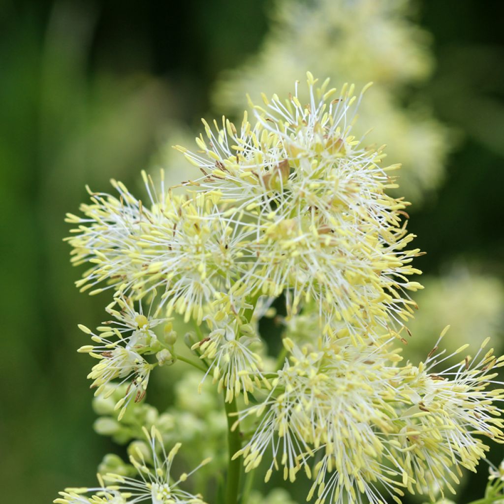 Ängelmä - Thalictrum sphaerostachyum