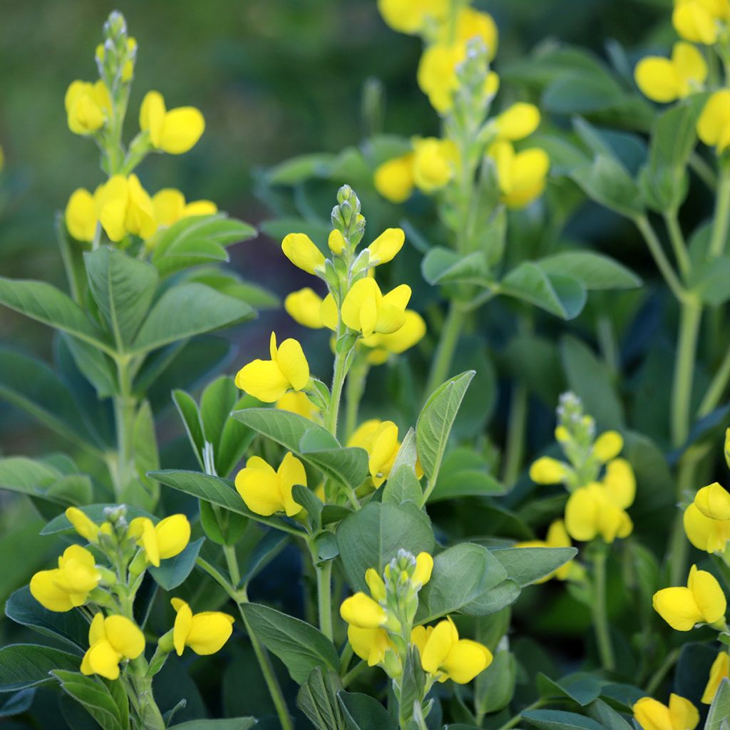 Revonpavu - Thermopsis chinensis