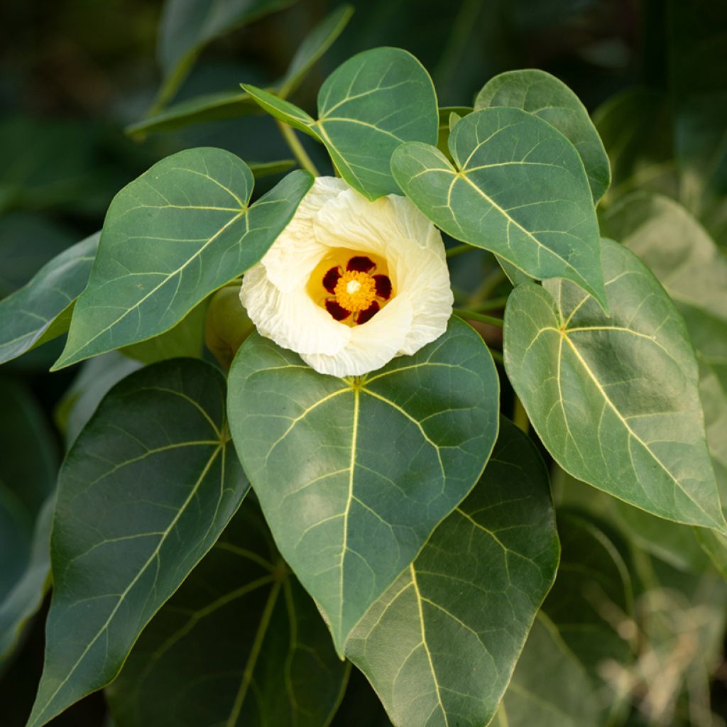 Polynesianmilopuu - Thespesia populnea