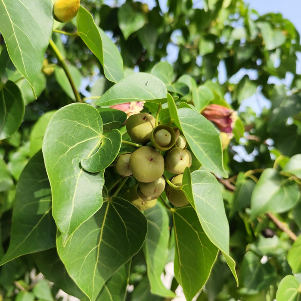 Polynesianmilopuu - Thespesia populnea