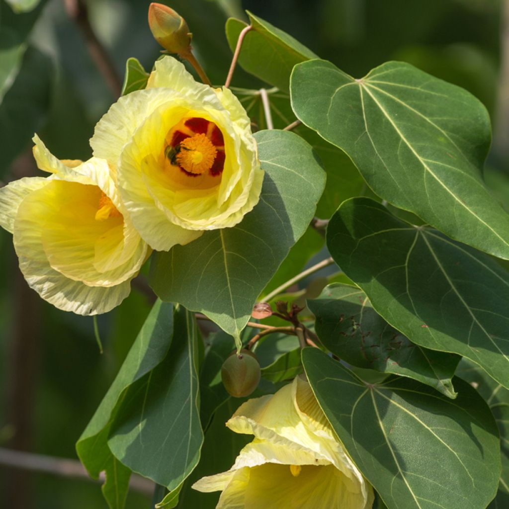 Polynesianmilopuu - Thespesia populnea