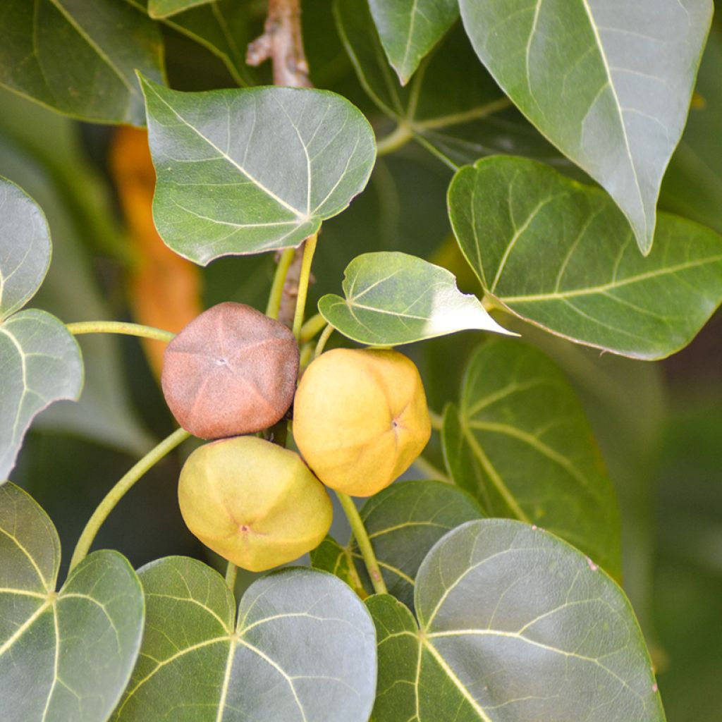 Polynesianmilopuu - Thespesia populnea