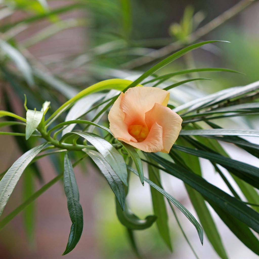 Keltaoleanteri - Thevetia peruviana