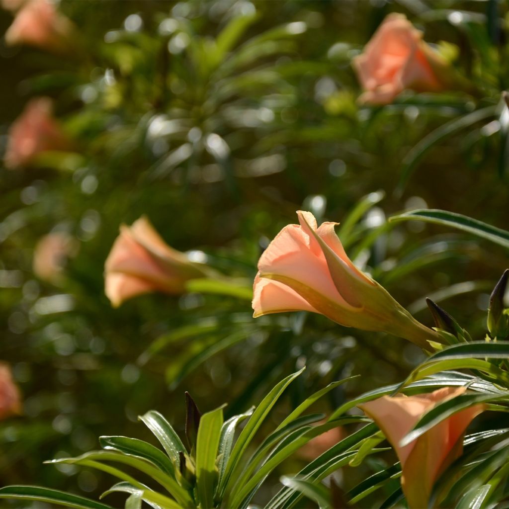 Keltaoleanteri - Thevetia peruviana