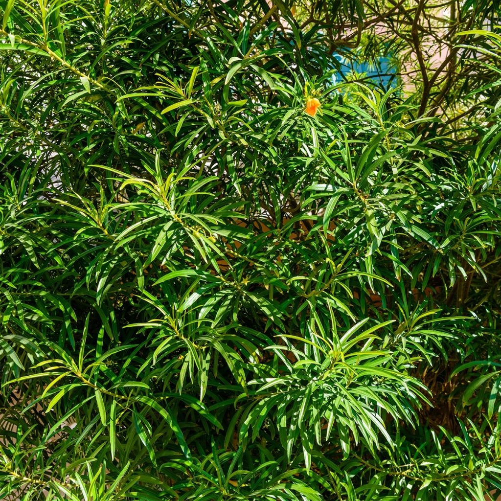 Keltaoleanteri - Thevetia peruviana