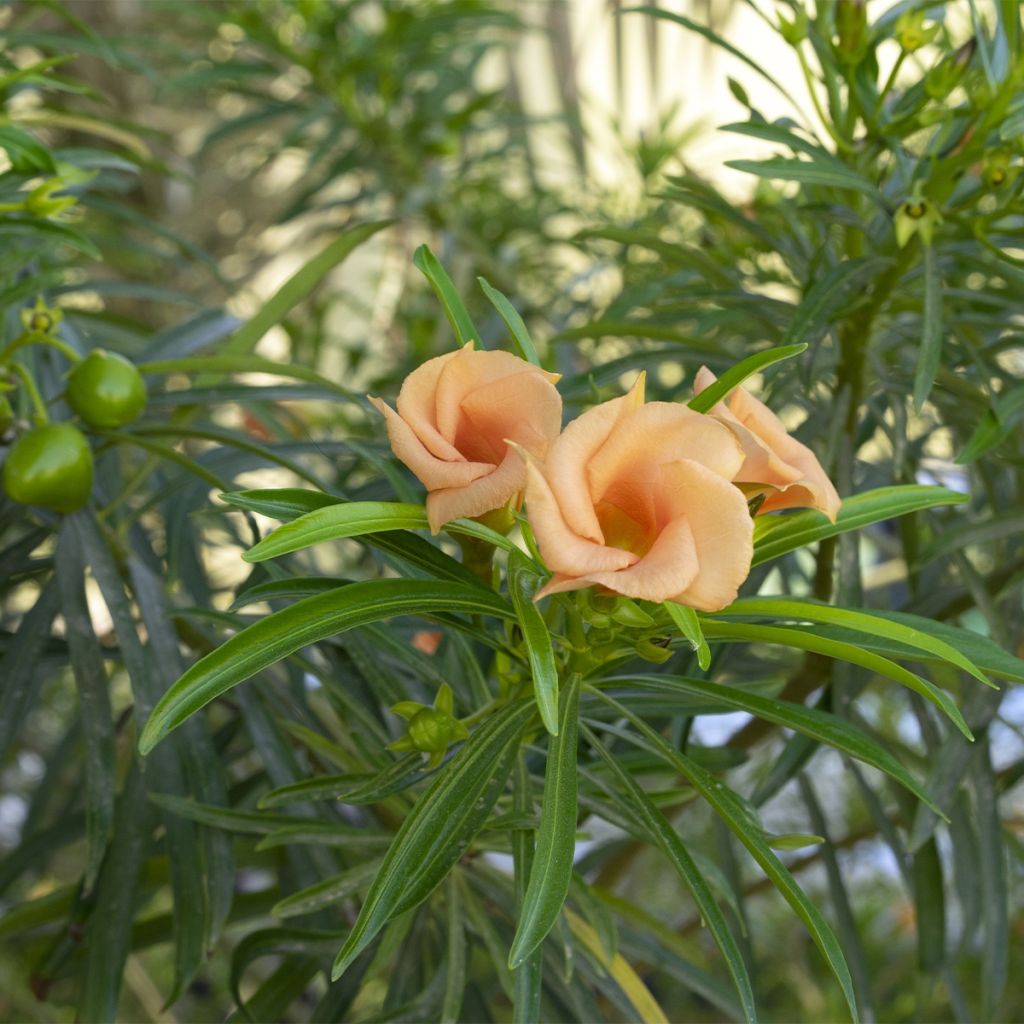 Keltaoleanteri - Thevetia peruviana