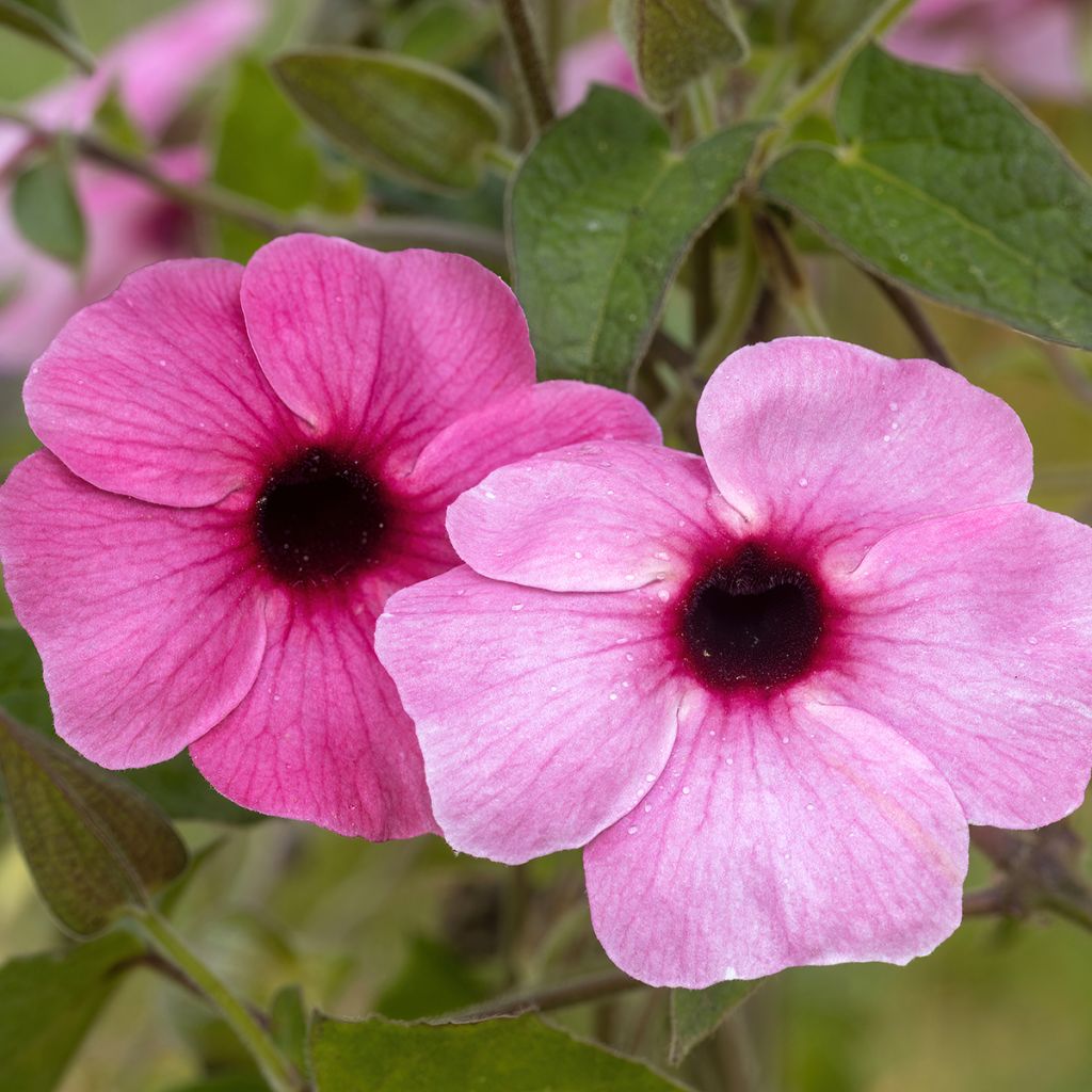 Mustasilmäsusanna Sunny Suzy Rose Sensation