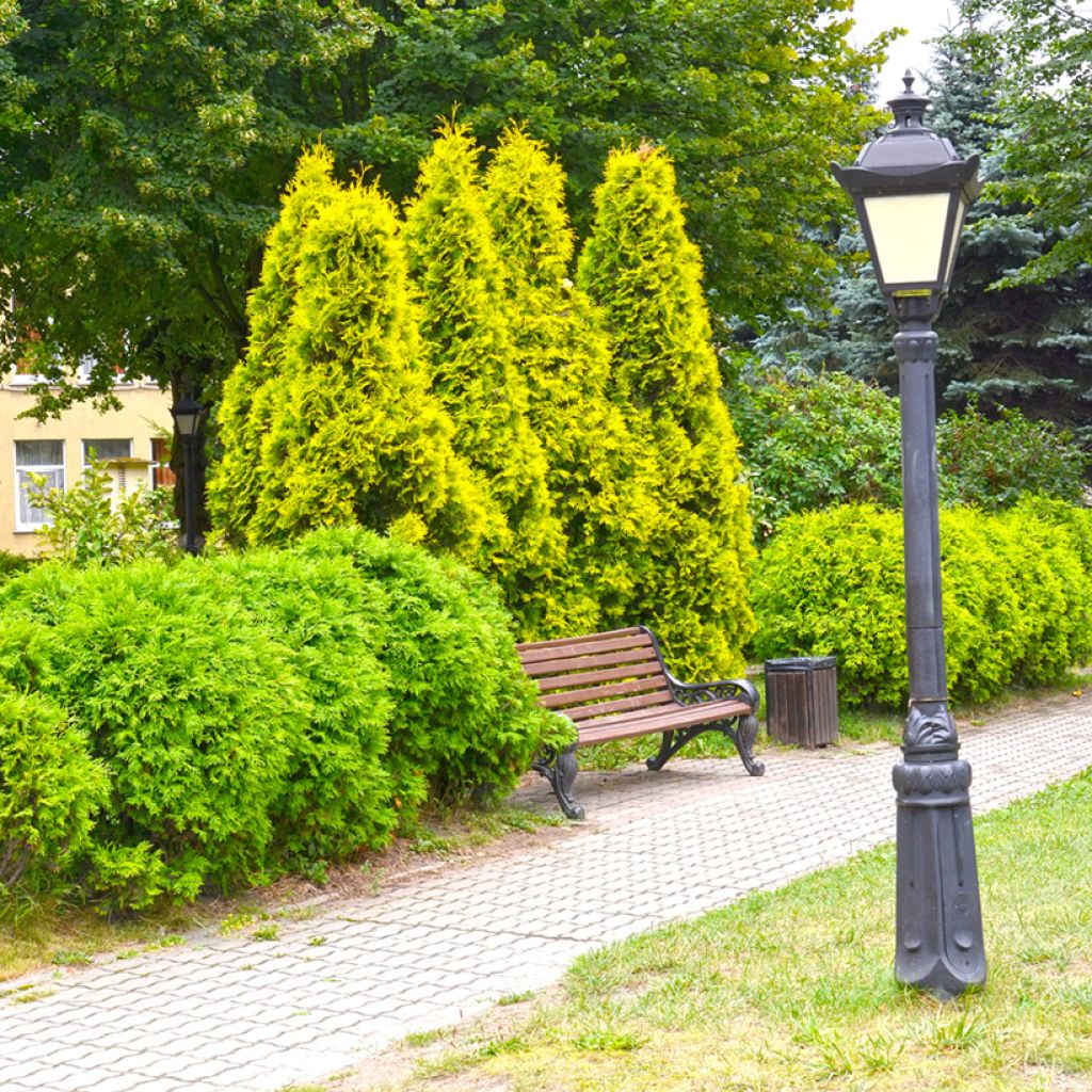 Kanadantuija Golden Smaragd