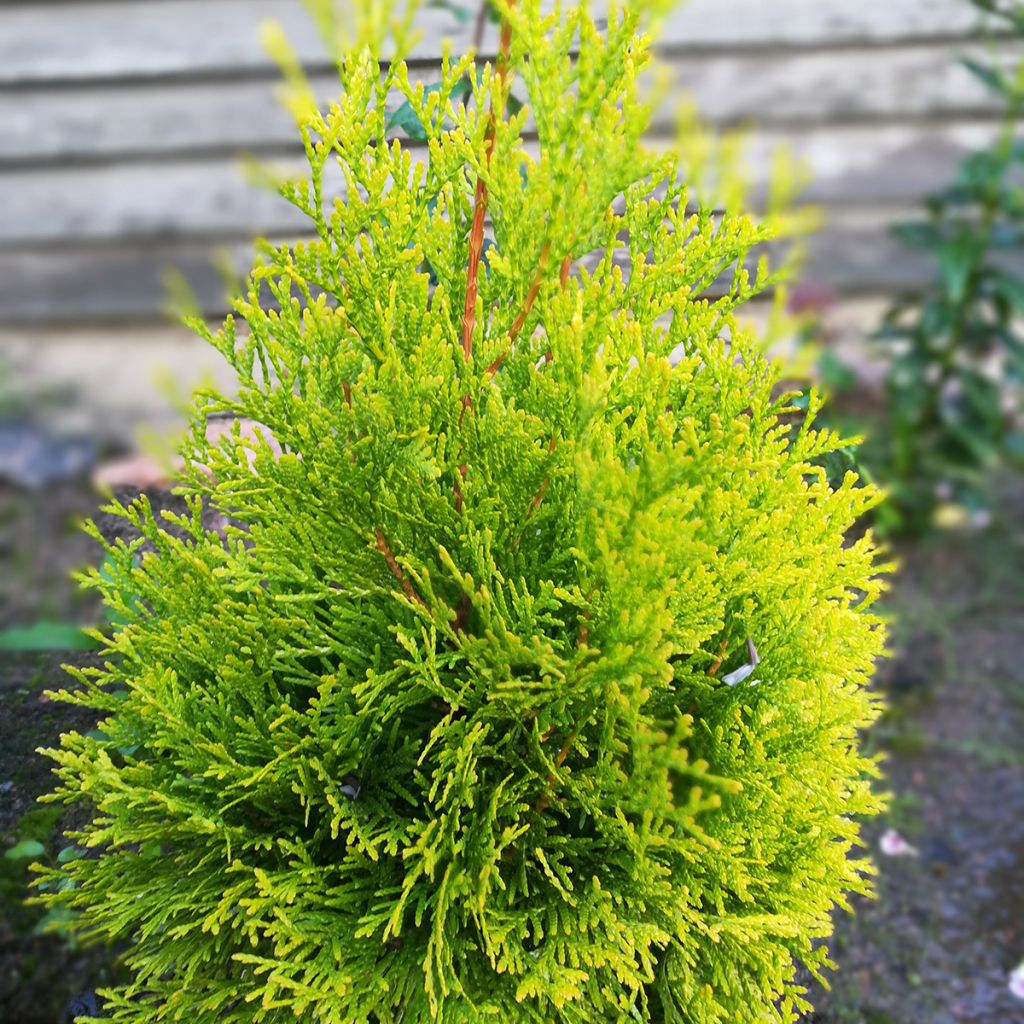 Kanadantuija Malonyana Aurea
