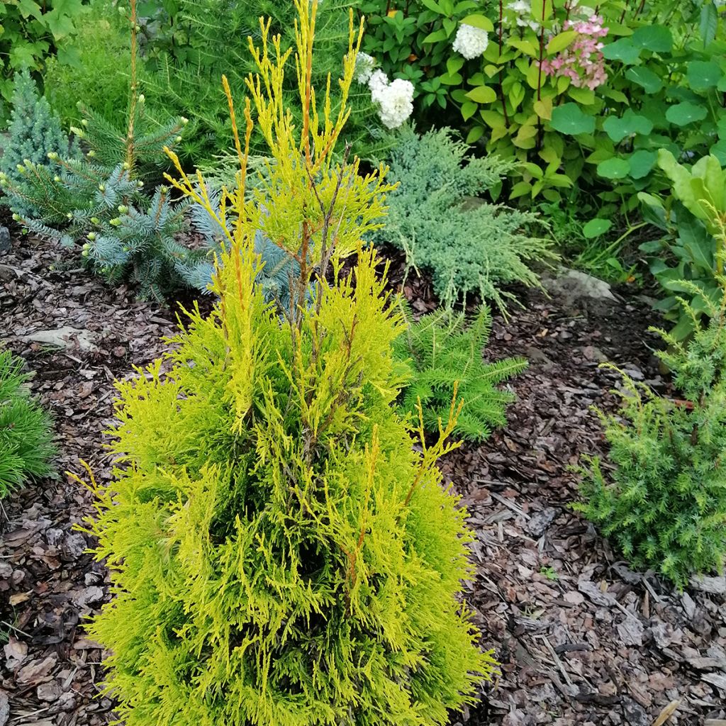 Kanadantuija Malonyana Aurea