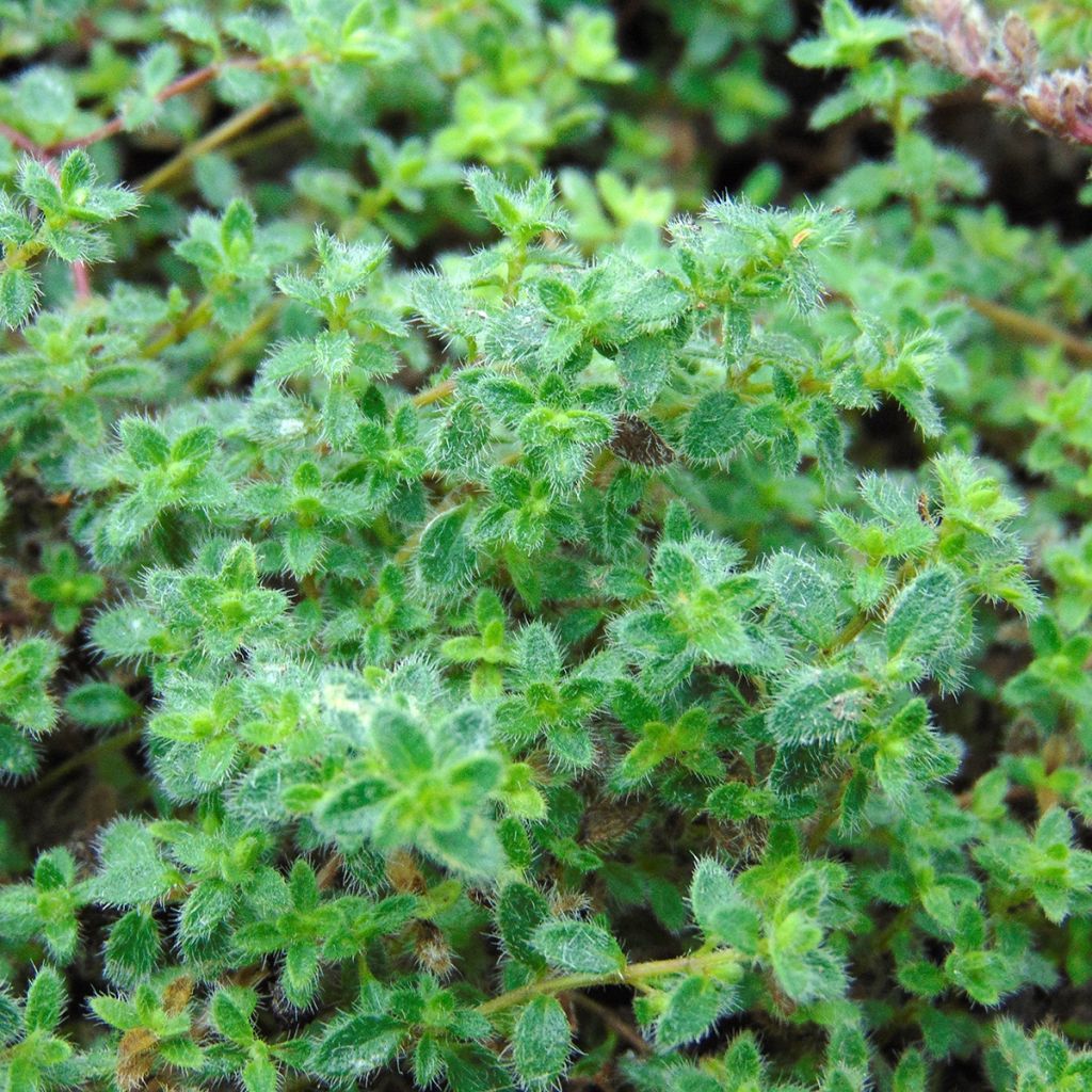 Harmaa-ajuruoho - Thymus pseudolanuginosus