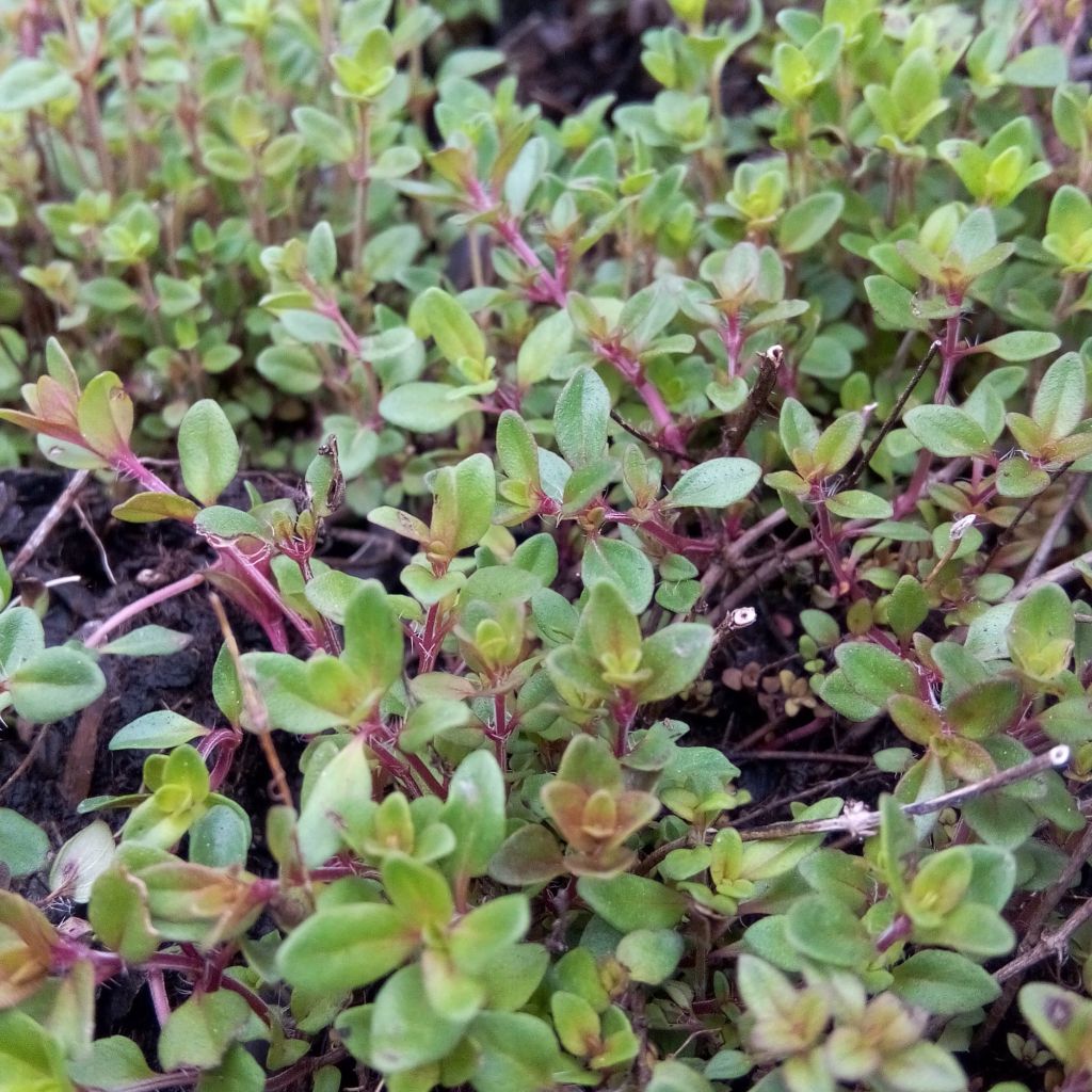 Kangasajuruoho - Thymus serpyllum
