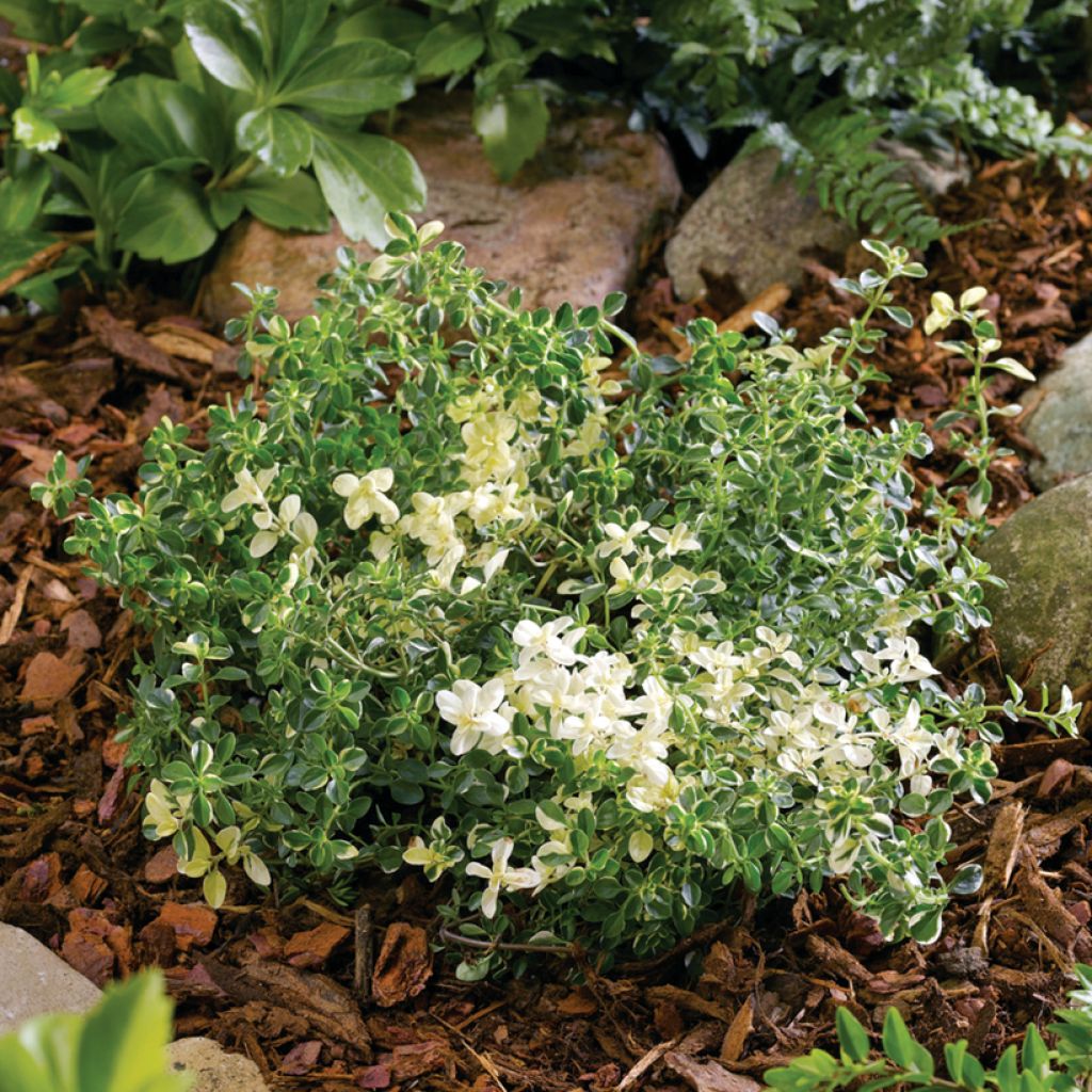 Nurmiajuruoho Foxley