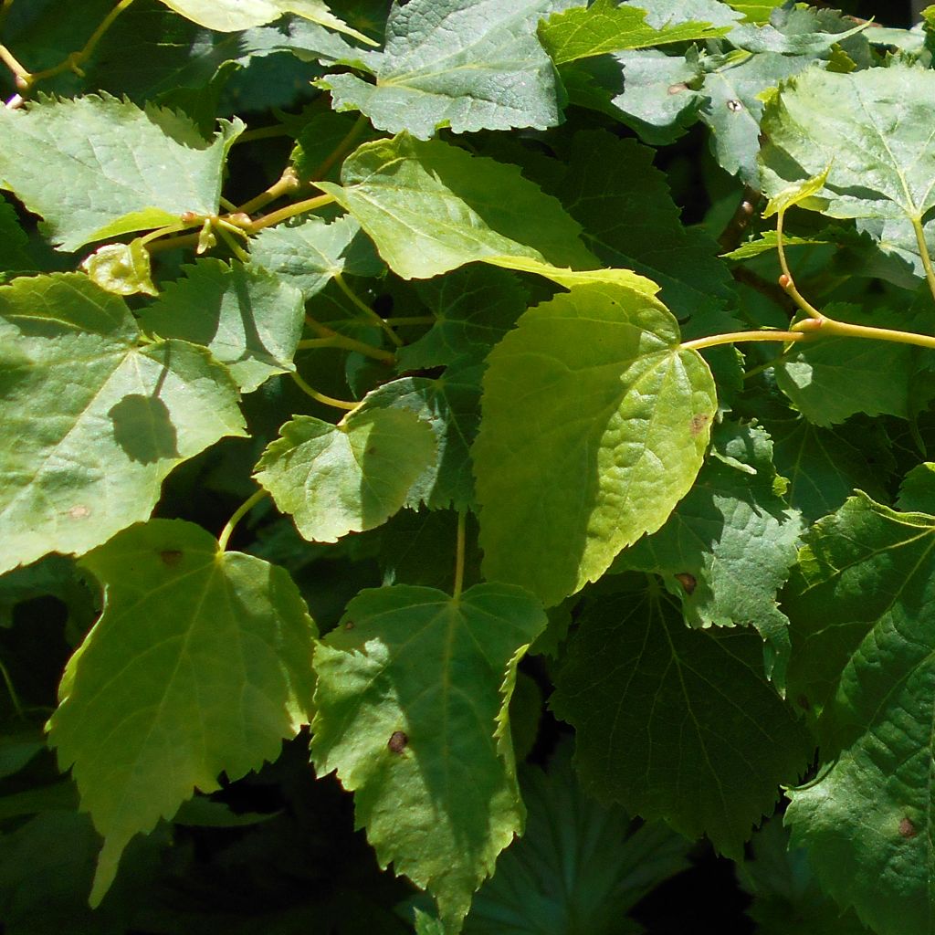 Metsälehmus Girard's Pendula Nana